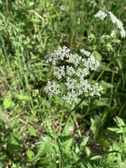Anthriscus sylvestris