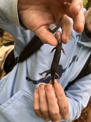 Plethodon cylindraceus