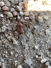 Pogonomyrmex
