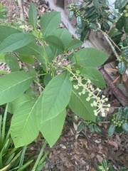 Phytolacca americana