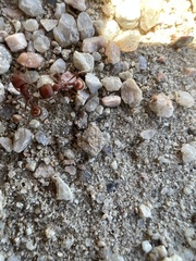 Pogonomyrmex