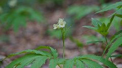 Cardamine kitaibelii
