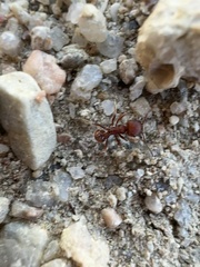 Pogonomyrmex