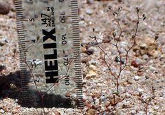 Nemacladus parikhiae