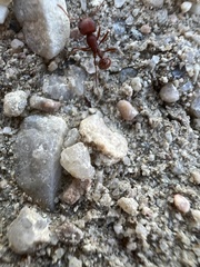 Pogonomyrmex