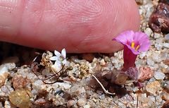 Nemacladus parikhiae