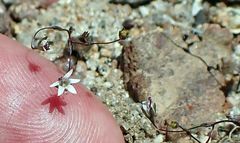 Nemacladus parikhiae