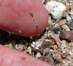 Nemacladus parikhiae