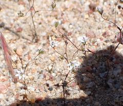 Nemacladus parikhiae