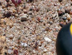 Nemacladus parikhiae