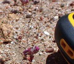 Nemacladus parikhiae