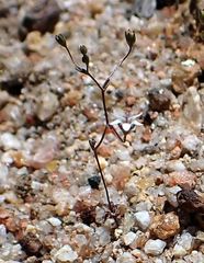 Nemacladus parikhiae