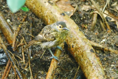 Xanthotis macleayanus