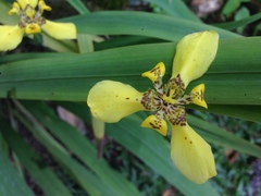 Trimezia steyermarkii