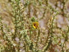 Adesmia atacamensis