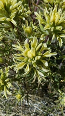 Castilleja chromosa