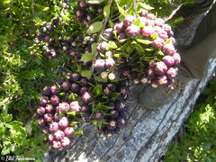 Gaultheria phillyreifolia