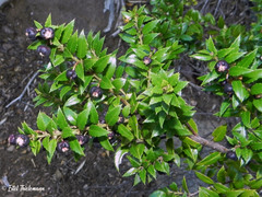 Gaultheria phillyreifolia