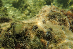 Corythoichthys intestinalis