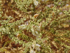 Adesmia atacamensis
