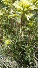 Castilleja chromosa
