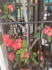 Euphorbia