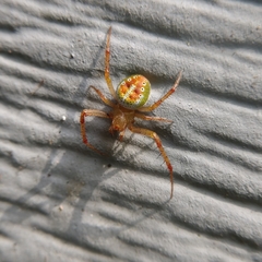 Araneus gadus