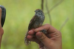 Pheugopedius maculipectus