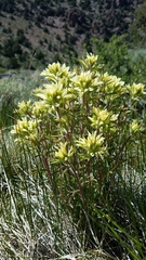 Castilleja chromosa