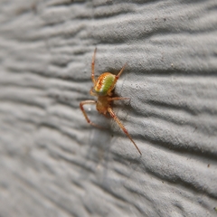 Araneus gadus