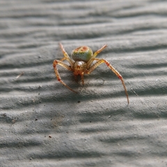 Araneus gadus