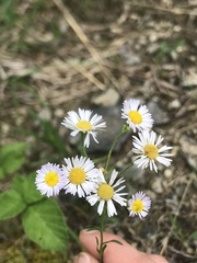 Erigeron allisonii