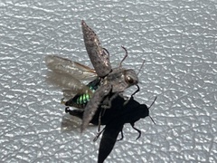 Dicerca hornii
