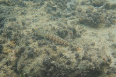 Parapercis clathrata