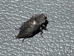 Dicerca hornii