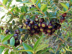 Gaultheria phillyreifolia
