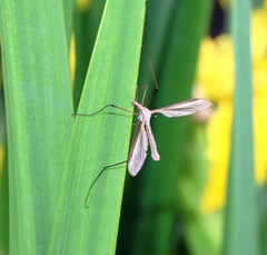 Tipula maxima