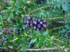 Gaultheria phillyreifolia