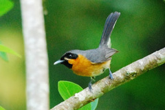 Symposiachrus trivirgatus