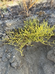 Chorizanthe brevicornu