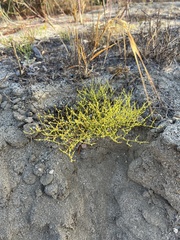 Chorizanthe brevicornu