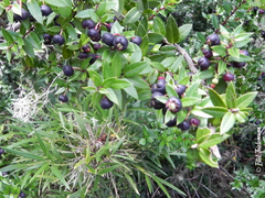 Gaultheria phillyreifolia