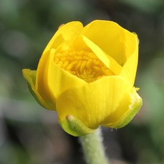 Ranunculus millefoliatus