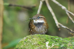 Oreoscopus gutturalis