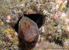 Parablennius intermedius