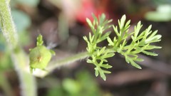 Ranunculus millefoliatus