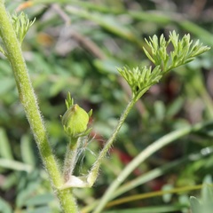 Ranunculus millefoliatus