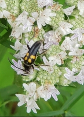 Typocerus lunulatus