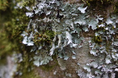 Parmelia submontana