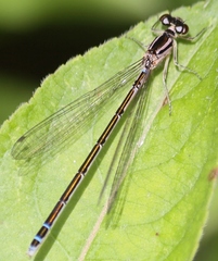 Coenagrion resolutum